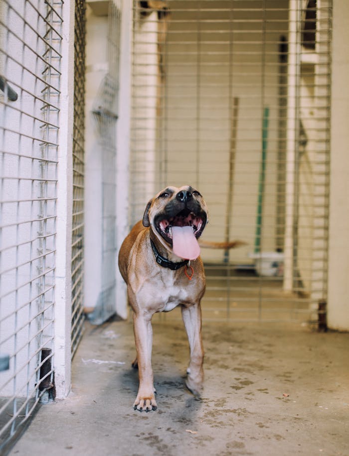 services-04 Energetic Pitbull with tongue out inside an animal shelter kennel, looking cheerful.