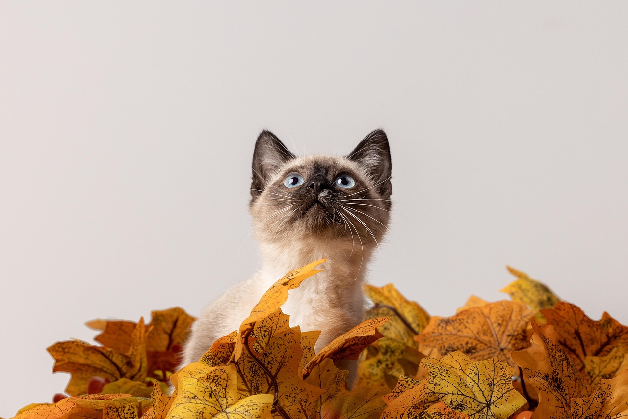 why-choose-us cat, nature, animal, pet, rescue, studio, feline, kitten, fur, domestic, cute