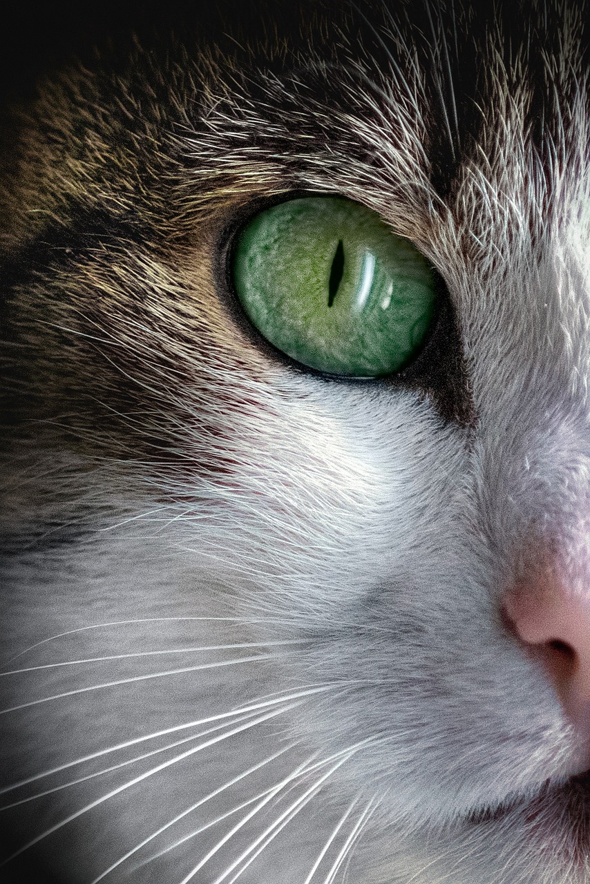 cat, animal, pet, fur