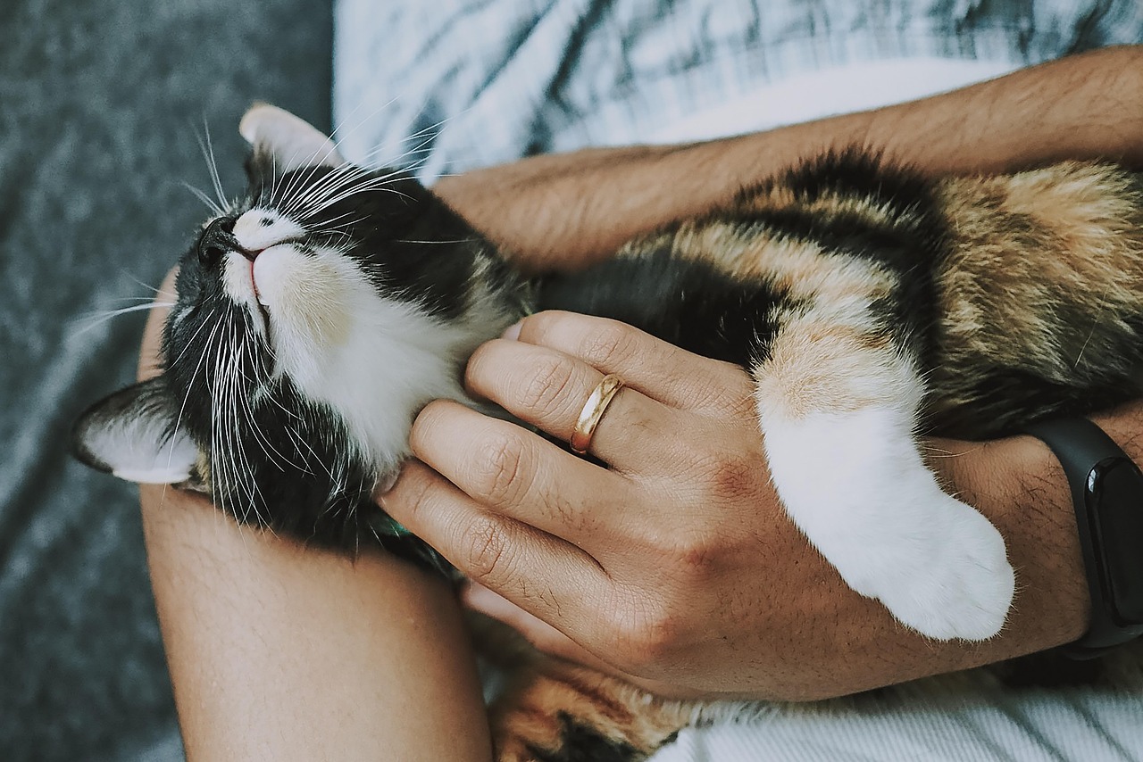 journey cat, pet, care, pet care, nature, kitten, animal, domestic cat, feline, mammal, cute, furry, playful, fur, kitty, adorable, rescue cat, animal care, closeup
