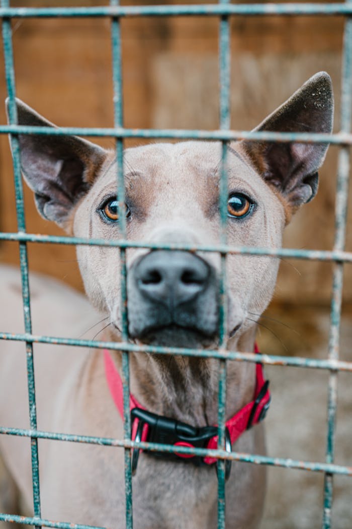 services-02 Close-up of a pit bull wearing a red collar, looking through cage bars.