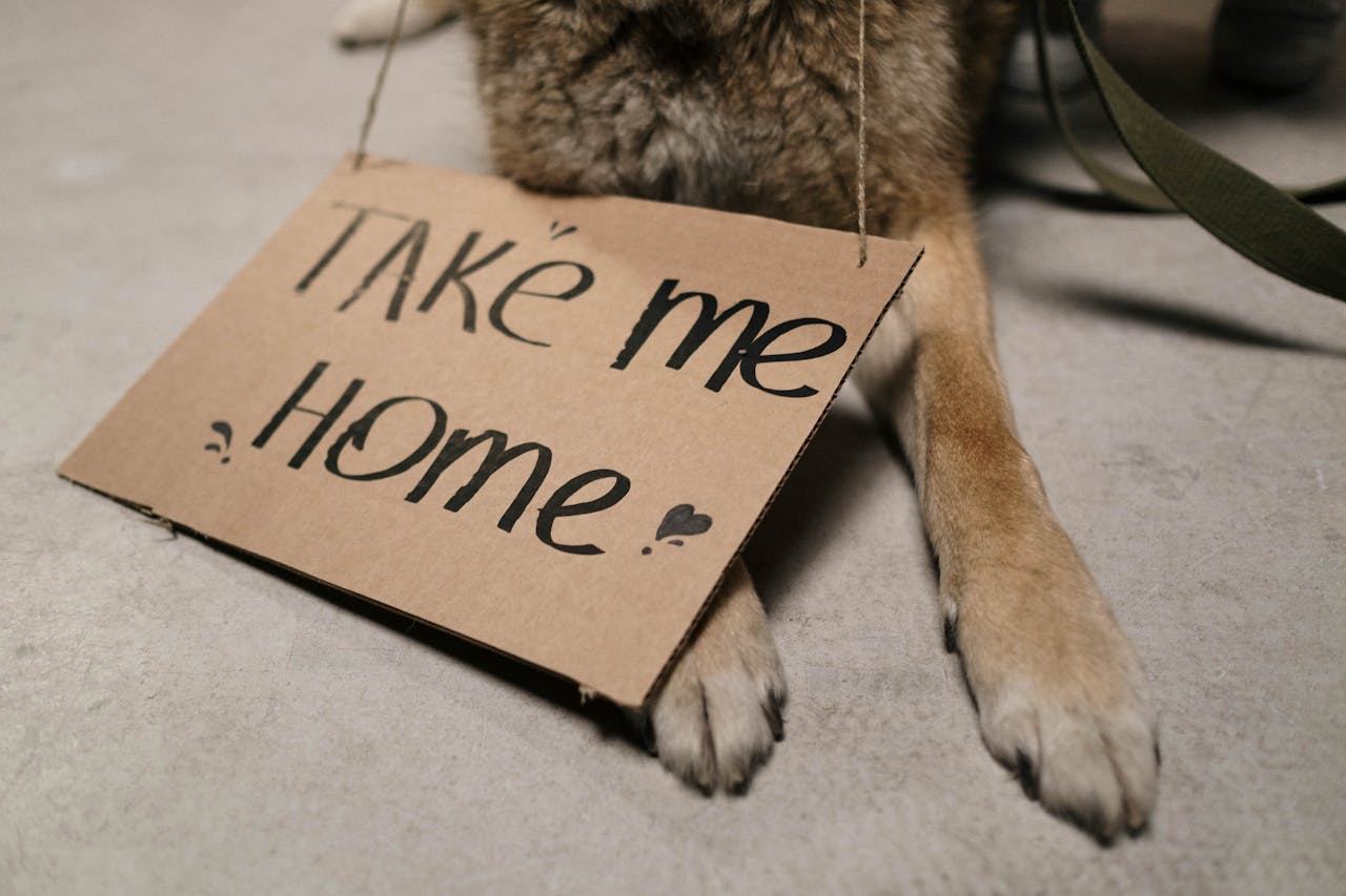 services-01 Close-up of a dog holding a cardboard sign with Take Me Home message, highlighting adoption appeal.