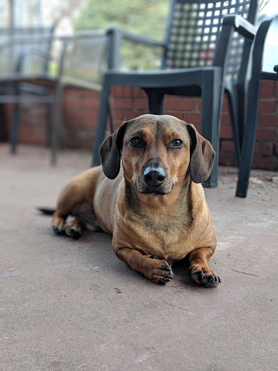 dachshund, dog, canine, rescue dog, puppy, animal, pet, cute, brown, fur, small, mammal, adorable, puppies, domestic, pets, doggy, nature, breed, obedience, lick, tongue, friend, gray puppy