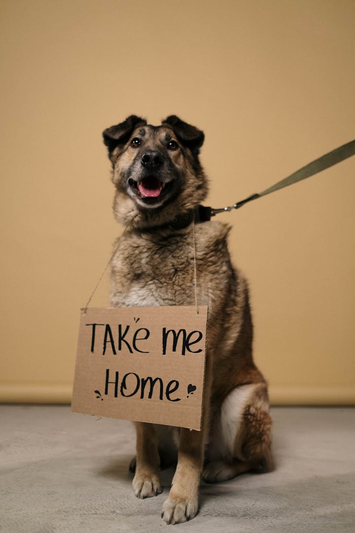 who-we-are Adorable German Shepherd with a cardboard sign asking for adoption.