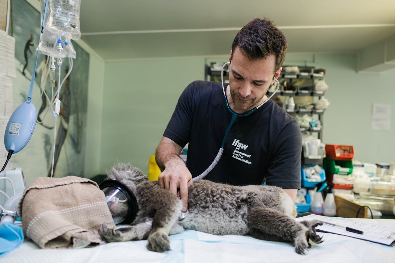 services-03 Veterinarian examines a koala in a clinic in Australia.