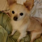 benji