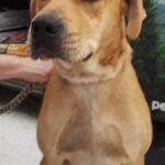 bosco