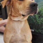 bosco