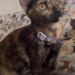 calypso