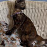 calypso