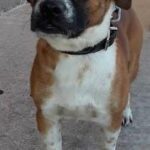 corky