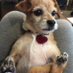 dixie doolittle