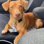 geordy (pronounced "jordy")