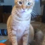 gus