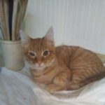 gus