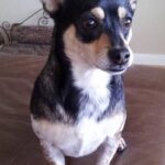 toby