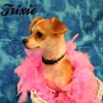 trixie