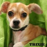 trixie