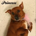 princess