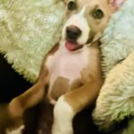 little daisy