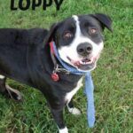 loppy