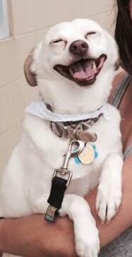 Pet Adoptions – Willowbrook marshall