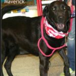 maverick