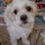 mello