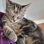 miso
