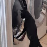 mittins
