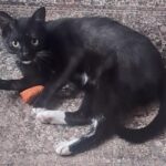 mittins