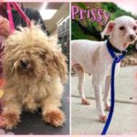 prissy