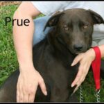 prue