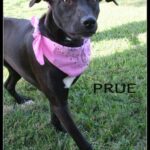 prue