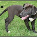 prue