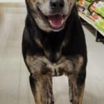 rex