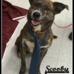 scooby