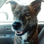 scooby