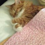simba