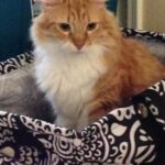 simba