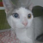 snowie