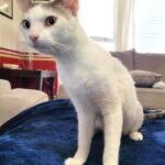 snowie