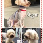 sugar rae