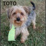 toto