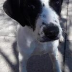 waylon