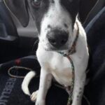 waylon