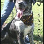 winston