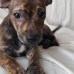 pixie