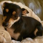 roxy
