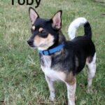 toby